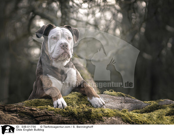 Olde English Bulldog / Olde English Bulldog / SIB-01756