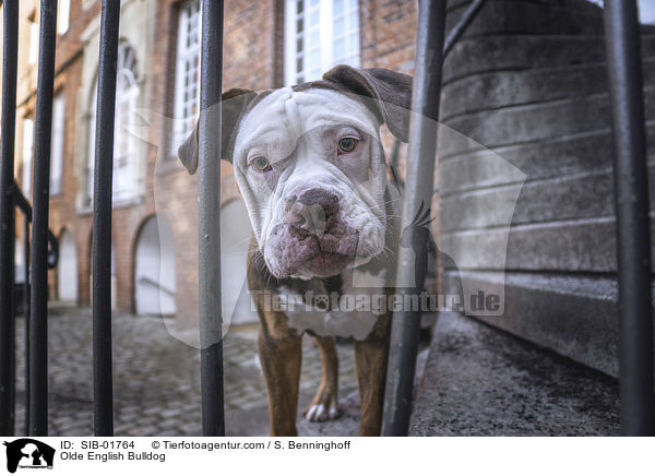 Olde English Bulldog / Olde English Bulldog / SIB-01764