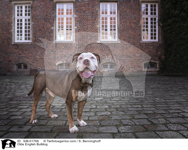 Olde English Bulldog / Olde English Bulldog / SIB-01766