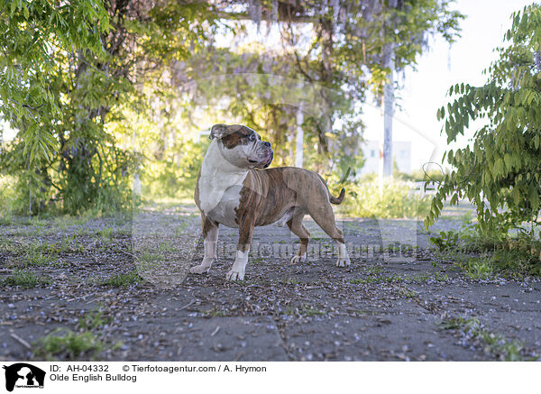 Olde English Bulldog / Olde English Bulldog / AH-04332