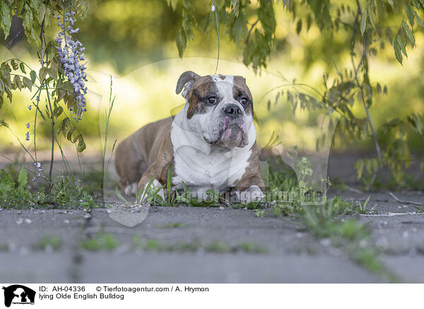 liegender Olde English Bulldog / lying Olde English Bulldog / AH-04336