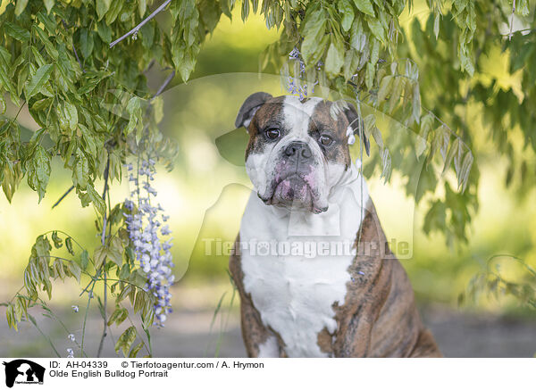 Olde English Bulldog Portrait / Olde English Bulldog Portrait / AH-04339