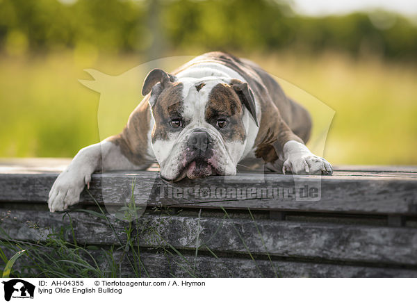 liegender Olde English Bulldog / lying Olde English Bulldog / AH-04355