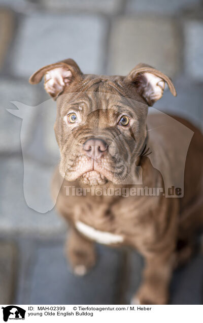 junger Olde English Bulldog / young Olde English Bulldog / MAH-02399