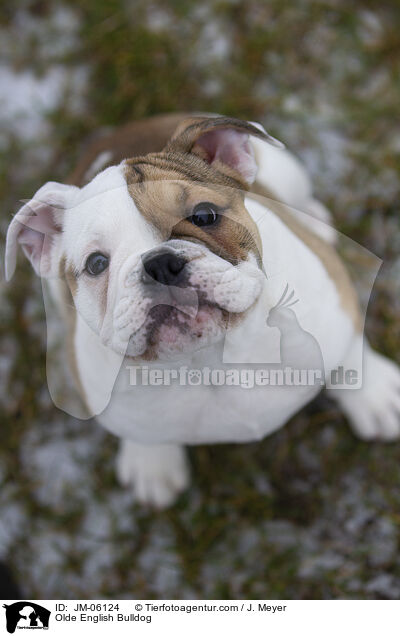 Olde English Bulldog / Olde English Bulldog / JM-06124