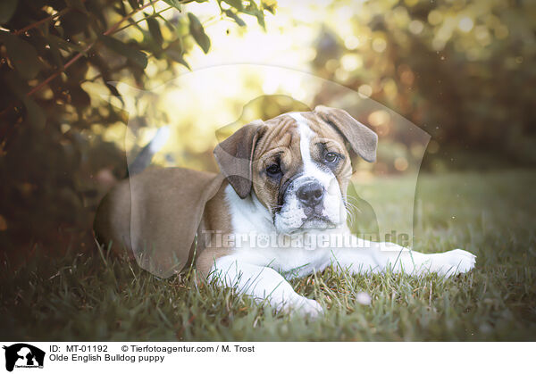 Olde English Bulldogge Welp / Olde English Bulldog puppy / MT-01192