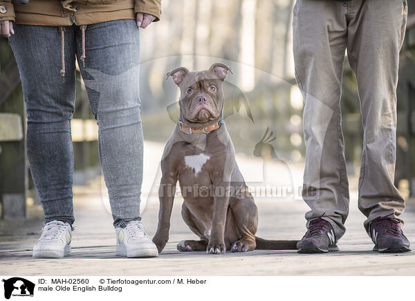 Olde English Bulldog Rde / male Olde English Bulldog / MAH-02560