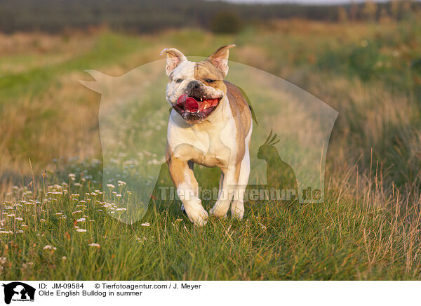 Olde English Bulldog im Sommer / Olde English Bulldog in summer / JM-09584