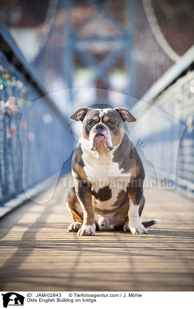 Olde English Bulldog on bridge / JAM-02843