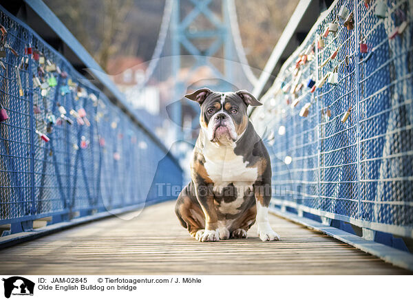 Olde English Bulldog auf einer Brcke / Olde English Bulldog on bridge / JAM-02845