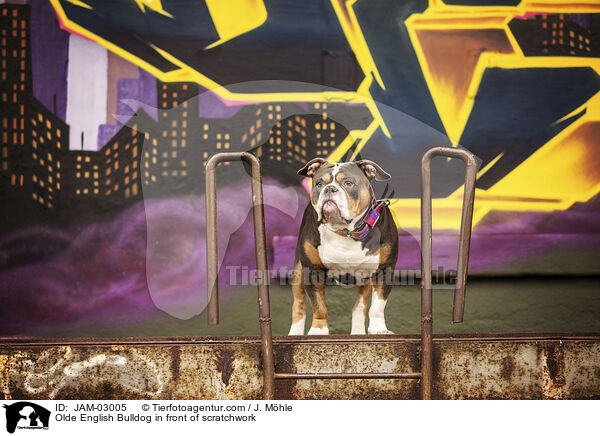 Olde English Bulldog vor Graffiti / Olde English Bulldog in front of scratchwork / JAM-03005
