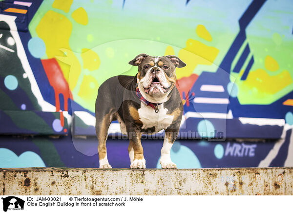 Olde English Bulldog vor Graffiti / Olde English Bulldog in front of scratchwork / JAM-03021