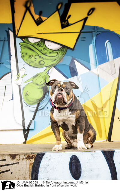Olde English Bulldog vor Graffiti / Olde English Bulldog in front of scratchwork / JAM-03058