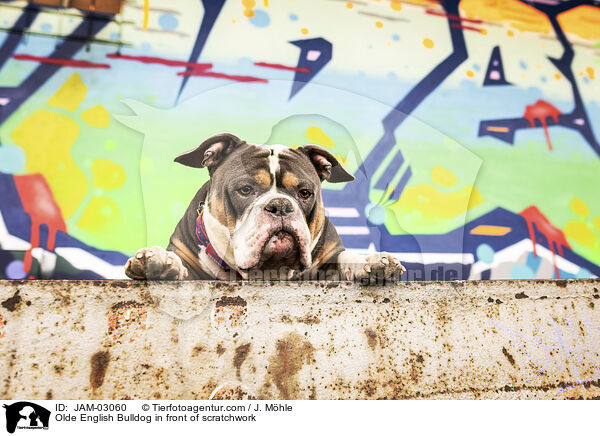 Olde English Bulldog vor Graffiti / Olde English Bulldog in front of scratchwork / JAM-03060