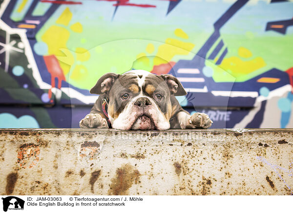 Olde English Bulldog vor Graffiti / Olde English Bulldog in front of scratchwork / JAM-03063