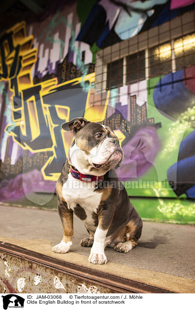 Olde English Bulldog vor Graffiti / Olde English Bulldog in front of scratchwork / JAM-03068