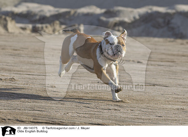 Olde English Bulldog / Olde English Bulldog / JM-14075