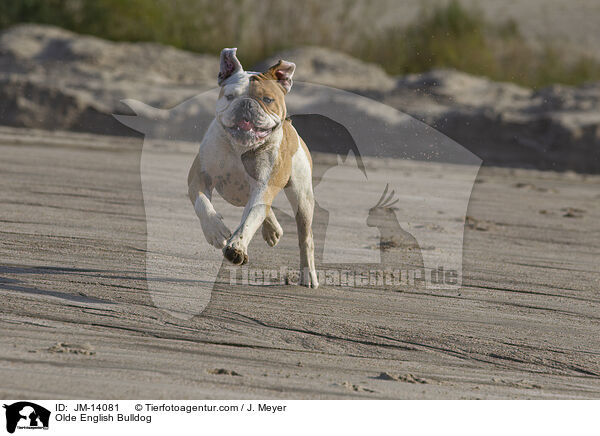 Olde English Bulldog / Olde English Bulldog / JM-14081