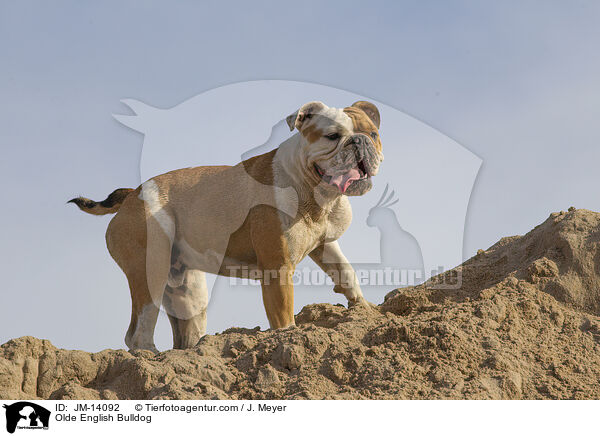 Olde English Bulldog / Olde English Bulldog / JM-14092