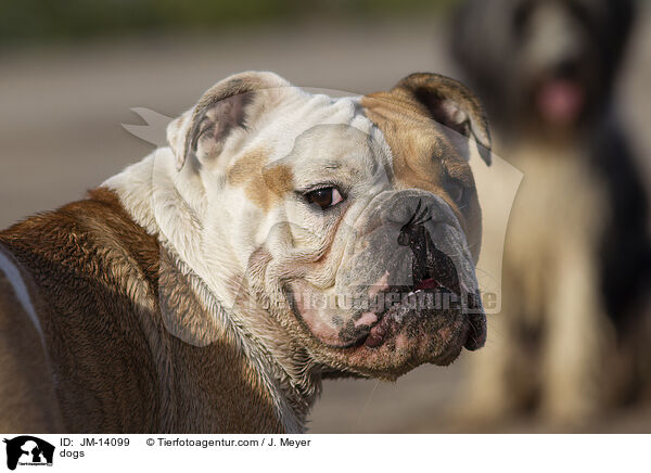 Hunde / dogs / JM-14099