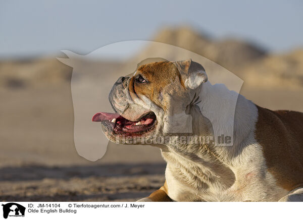 Olde English Bulldog / Olde English Bulldog / JM-14104