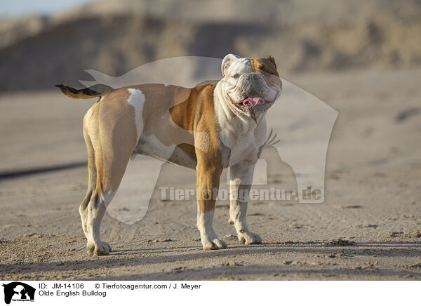 Olde English Bulldog / Olde English Bulldog / JM-14106