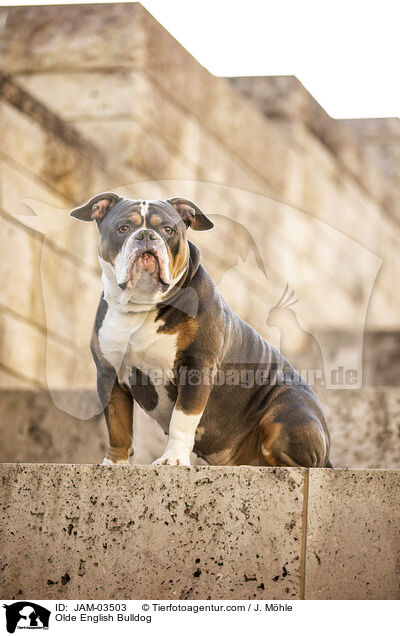 Olde English Bulldog / Olde English Bulldog / JAM-03503