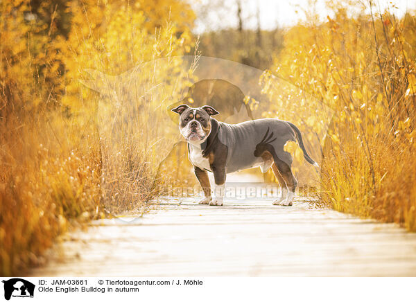 Olde English Bulldog in autumn / JAM-03661