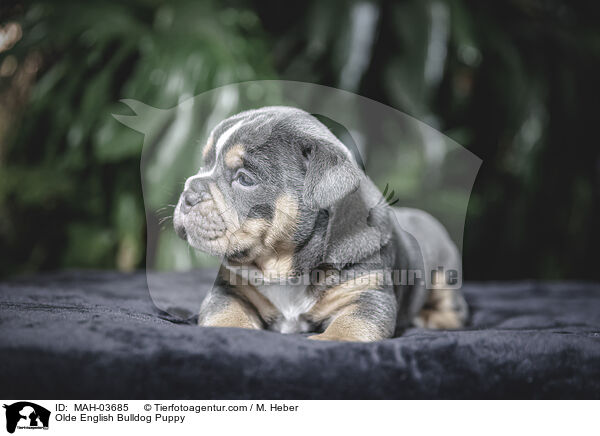 Olde English Bulldog Welpe / Olde English Bulldog Puppy / MAH-03685