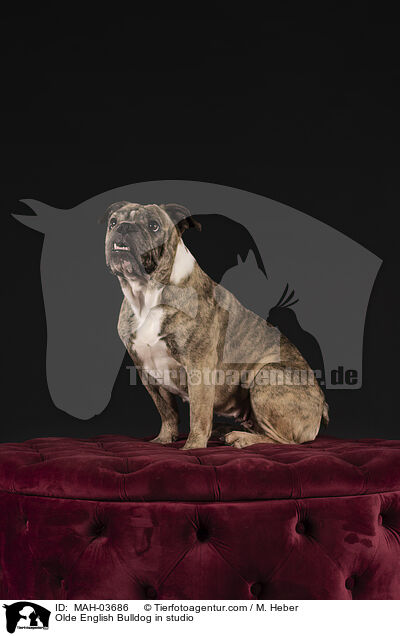 Olde English Bulldog im Studio / Olde English Bulldog in studio / MAH-03686