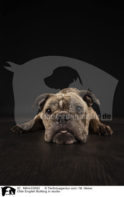 Olde English Bulldog in studio / MAH-03692