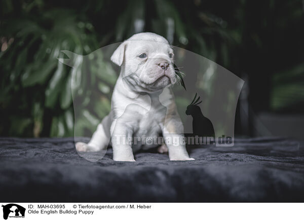 Olde English Bulldog Welpe / Olde English Bulldog Puppy / MAH-03695