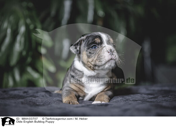 Olde English Bulldog Welpe / Olde English Bulldog Puppy / MAH-03707