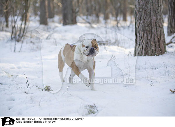 Olde English Bulldog in snow / JM-18803