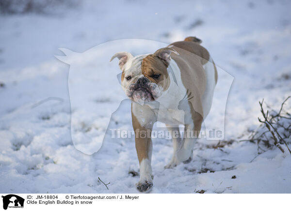 Olde English Bulldog in snow / JM-18804