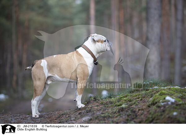 Olde English Bulldog / Olde English Bulldog / JM-21639