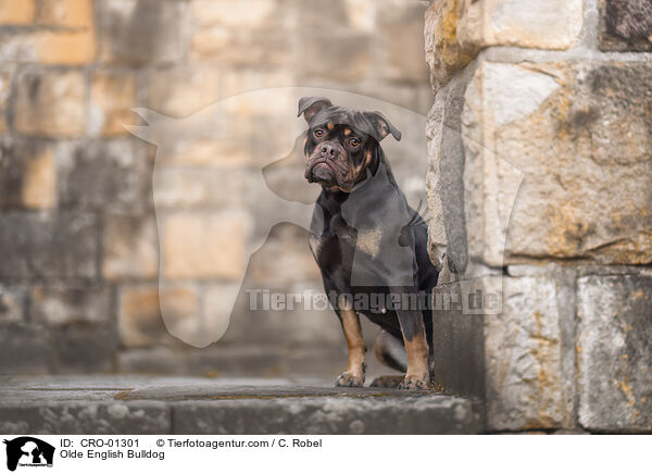 Olde English Bulldog / Olde English Bulldog / CRO-01301