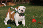 Olde English Bulldog