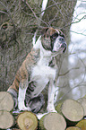 Olde English Bulldog