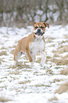 running Olde English Bulldog