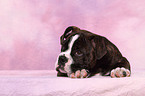 Olde English Bulldog Puppy