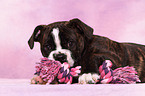 Olde English Bulldog Puppy