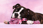 Olde English Bulldog Puppy