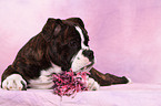 Olde English Bulldog Puppy