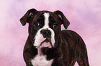 Olde English Bulldog Puppy