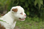 Olde English Bulldog Puppy