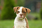 Olde English Bulldog Puppy