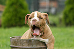 Olde English Bulldog Puppy