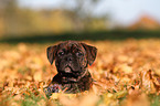 Olde English Bulldog Puppy