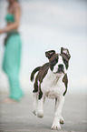 woman and young Olde English Bulldog